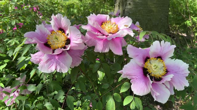 Peonies in bloom in the city park in the springtime.