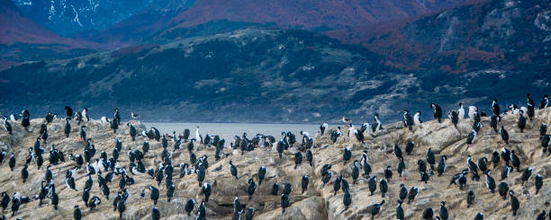 istock King cormorants colony, ushuaia 1488887952