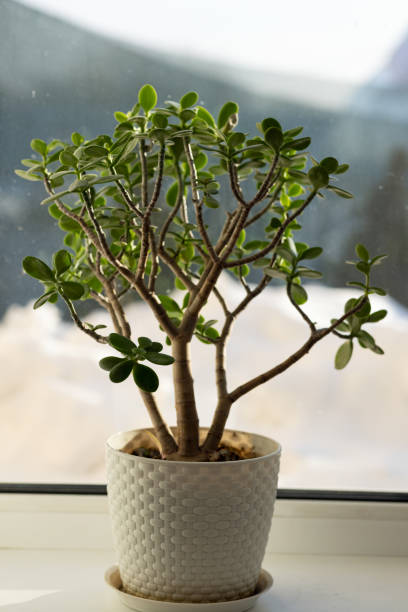 istock Crassula grows in a flower pot on the windowsill 1488888783