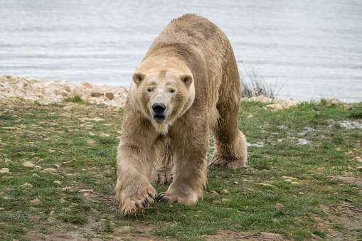 Polar Bear Walking on Grass