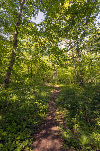 istock Path in the forest. Walk in the forest in spring. With bright colors and sunshine. 1488889251