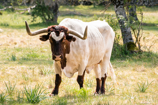 Brown and white longhorn ox, grazing quietly in a meadow during the day. Close up, selective focus, concepts.