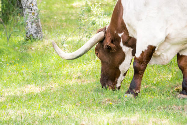 Free Stock Photo of Brown Cow With Long Horns Standing in Field ...