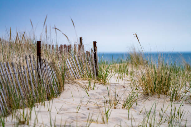 Beautiful New England Beach Dunes
