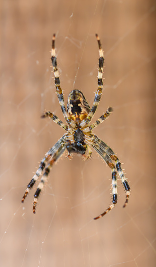 garden spider spider hanging on cobweb, close up