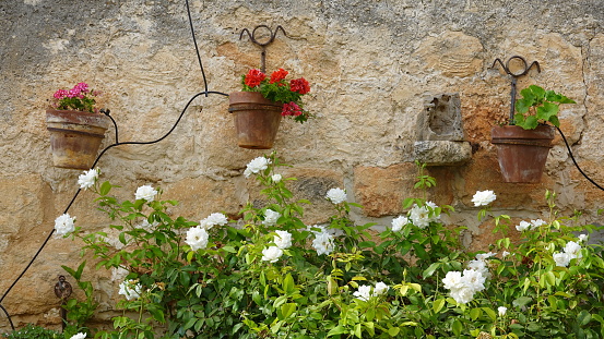 Flowers Pots Hang Old Textured Wall. Garden decision. Landscape Idea. Israel. Zihron Yakov Street