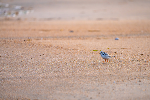 A piping plover (charadrius melodies) on the beach.