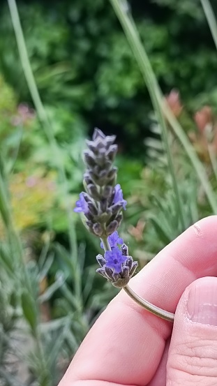 A close-up shot of a blossoming lavender held in one hand partially visible.