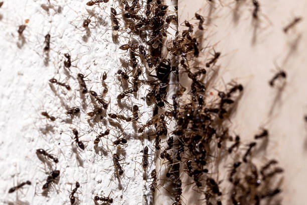 ant infestation, hole and crack in the wall with insects, need for detection, domestic problems