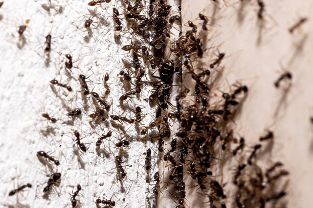 ant infestation, hole and crack in the wall with insects, need for detection, domestic problems stock photo