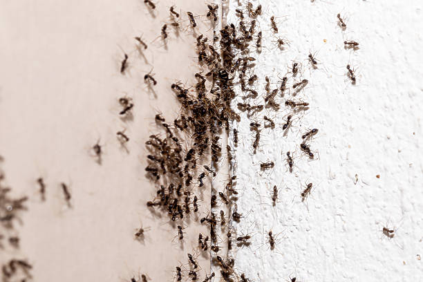 istock ant infestation, hole and crack in the wall with insects, need for detection, domestic problems 1488893827