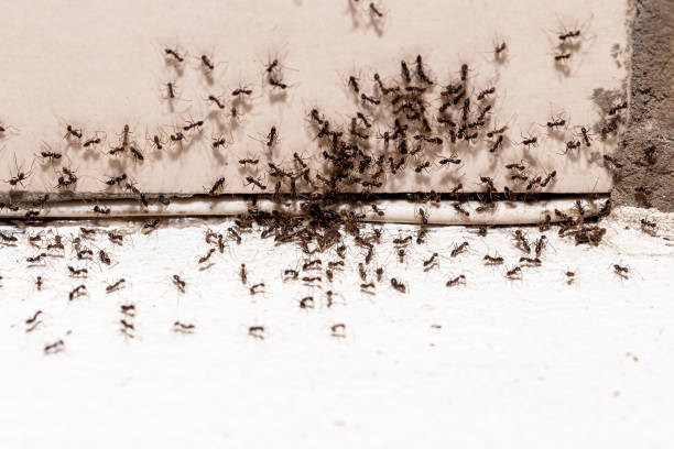 istock ant infestation, hole and crack in the wall with insects, need for detection, domestic problems 1488893830