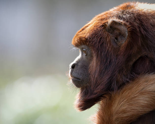 Monkey Rambut Merah 320+ Red Howler Monkey Foto Stok, Potret, & Gambar Bebas Royalti - iStock