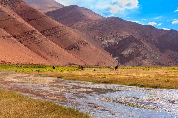 Wild horses grazing at Quebrada Paredones, Tierra Amarilla, Chile