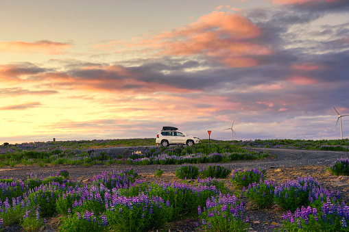 4wd car parked in lupine wildflower blooming with sunset sky on highland in summer at Iceland