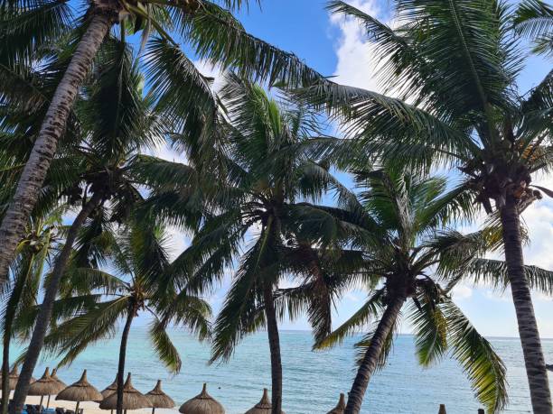 istock Panorama of idyllic tropical beach with palm trees 1488899567