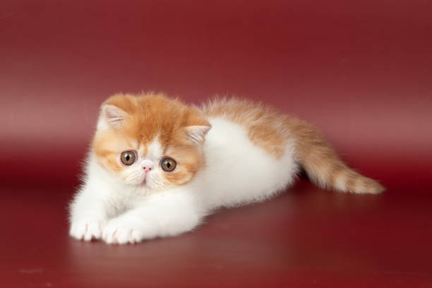 istock small beautiful red kitten exotic on a burgundy background in the studio. 1488900259