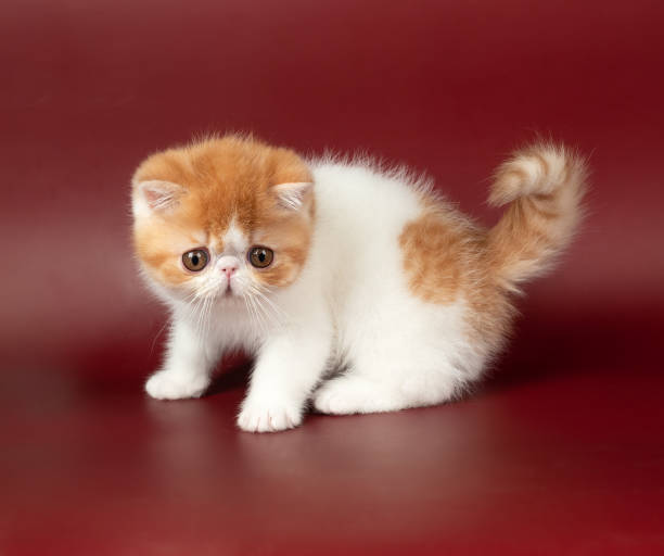istock small beautiful red kitten exotic on a burgundy background in the studio. 1488900260