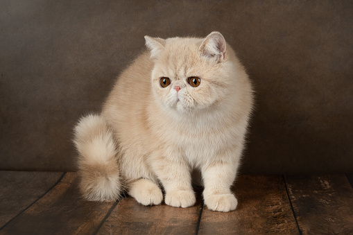 beautiful exotic Shorthair cat lies on the brown background of the Studio. Color cream