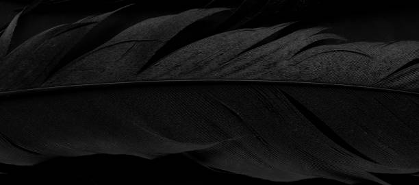 istock bird magpies feather, blue background 1488900269