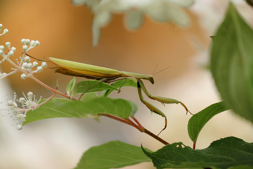 European mantis (Mantis religiosa) adult male.