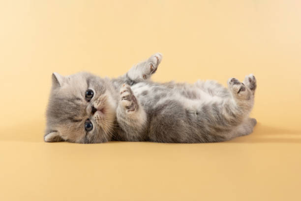 A charming gray exotic kitten lies on its back with its paws raised on a colored background