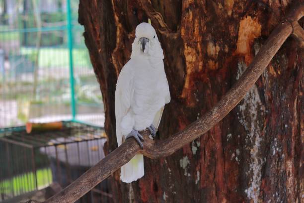 istock Eleonora's cockatoo having lunch at a zoo 1488900415