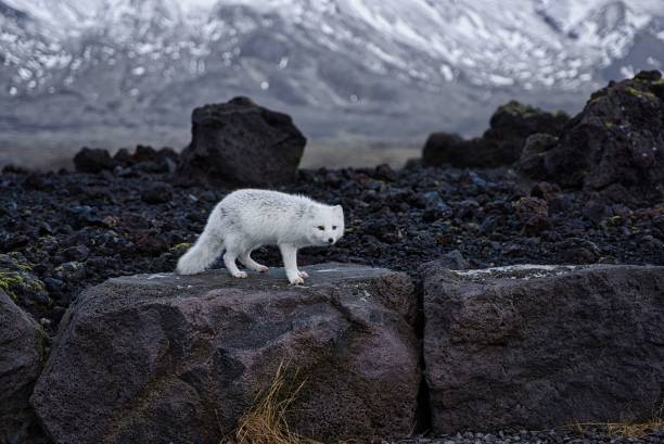 istock White islandic fox on a large rock formation surrounded by snow-capped mountains 1488900851