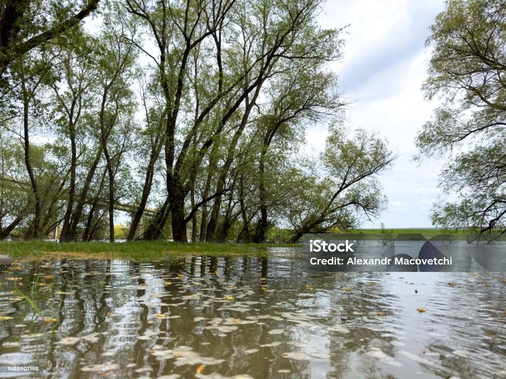 Tree Spring In Water Spring Flood Trees Sunk With Water Stock Photo - Download Image Now ...