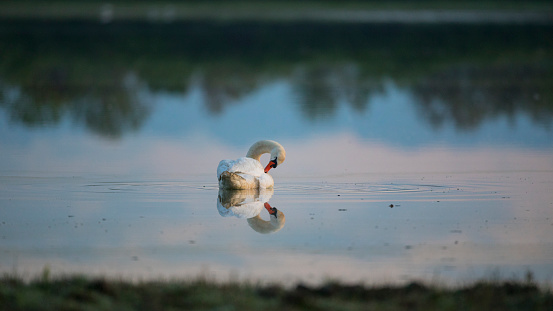 Swan Floating on Water.