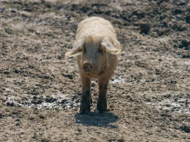 Close-up photo of a young Turopolje pig (Turopoljska svinja) on the farm at Lonjsko Polje Nature Park, Croatia