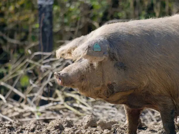 Close-up photo of a Turopolje pig (Turopoljska svinja) on the farm at Lonjsko Polje Nature Park, Croatia