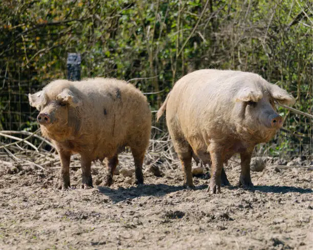 Close-up photo of two Turopolje pigs (Turopoljska svinja) on the farm at Lonjsko Polje Nature Park, Croatia