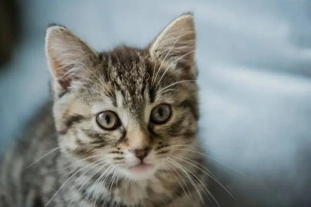 Close up of face of nine week old tabby kitten.  Kitten is domestic shorthaired breed.  Photographed against pale background.