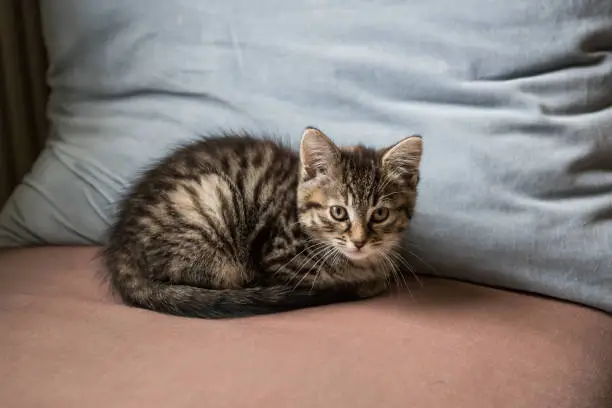 Nine week old tabby kitten sitting on coloured cushions.  Kitten is domestic short haired breed.