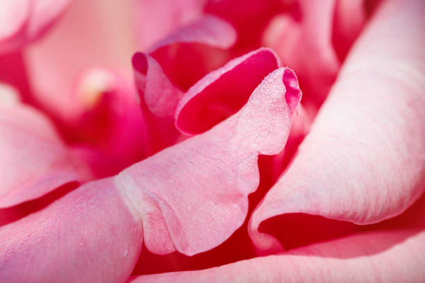 Macro of a pink rose flower.