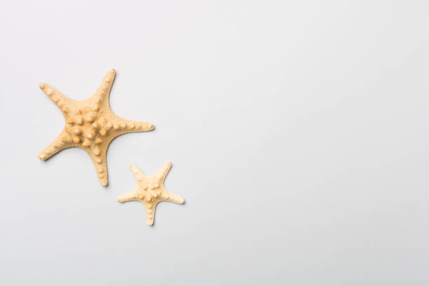 istock Starfishes on color background, top view 1488904508