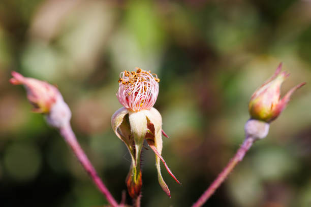 Macro photography of a rose