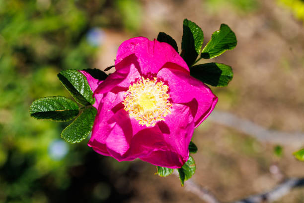 Macro photography of a rose