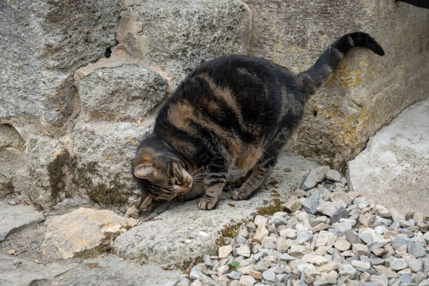 istock Lecques, France - 04 22 2023: A tabby cat sitting and staring ahead 1488905655
