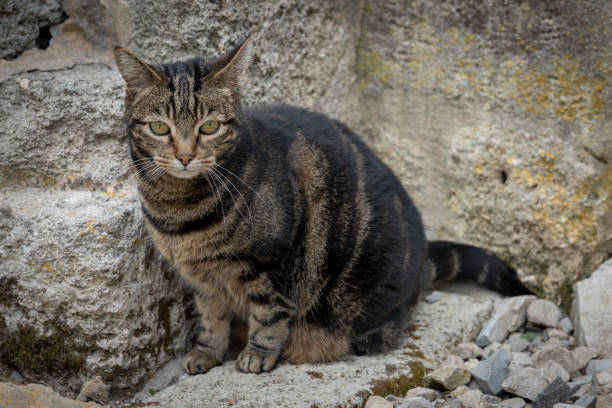 istock Lecques, France - 04 22 2023: A tabby cat sitting and staring ahead 1488905691