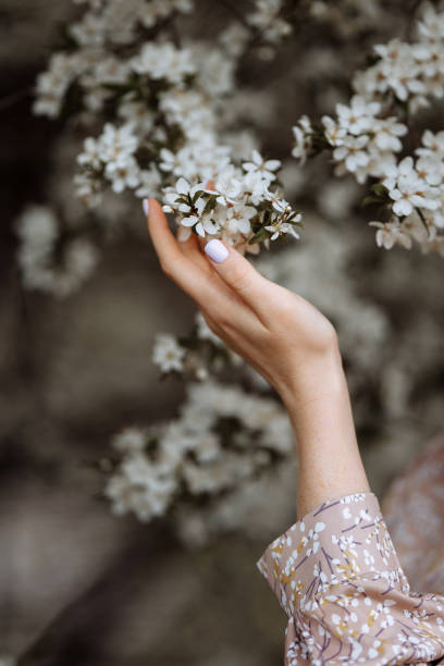 a mão de uma mulher toca um galho florido de uma macieira - holding art orchard beauty - fotografias e filmes do acervo
