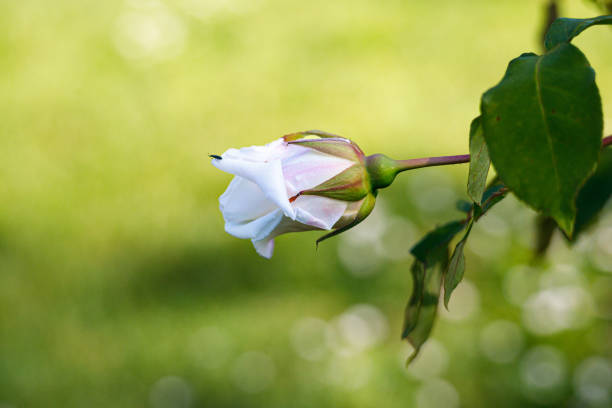 Macro photography of a rose