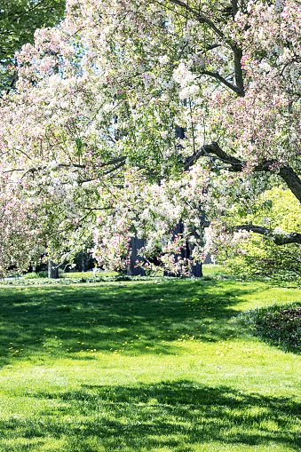 Sunny pink and white crab apple tree flower blossoms in full springtime bloom.