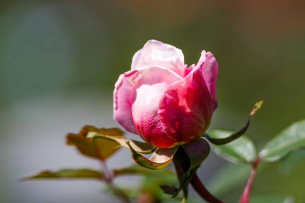 istock Macro photography of a rose 1488906122