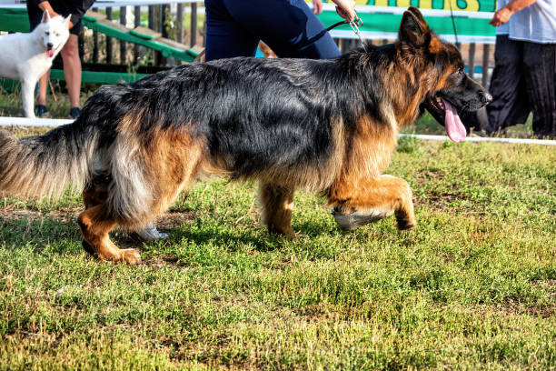istock Walking with a big sheepdog. 1488906315