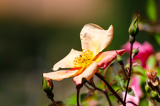 Close up of a dog rose (rosa canina) in bloom