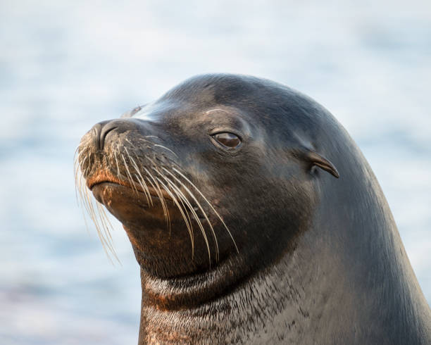istock Californian Sea lion 1488908192