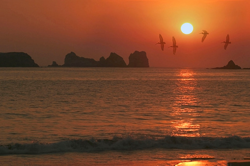 A group of pelicans fly in a beautiful and brilliant sunset in the port of Mazatlan.
