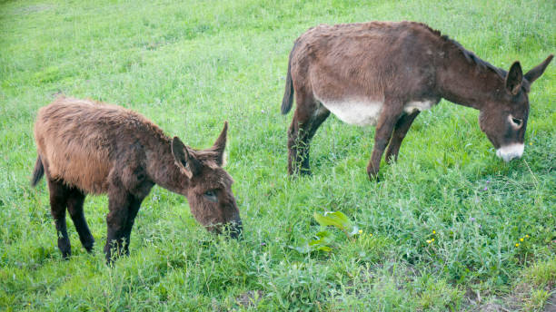 istock Donkeys in green meadow 1488908428
